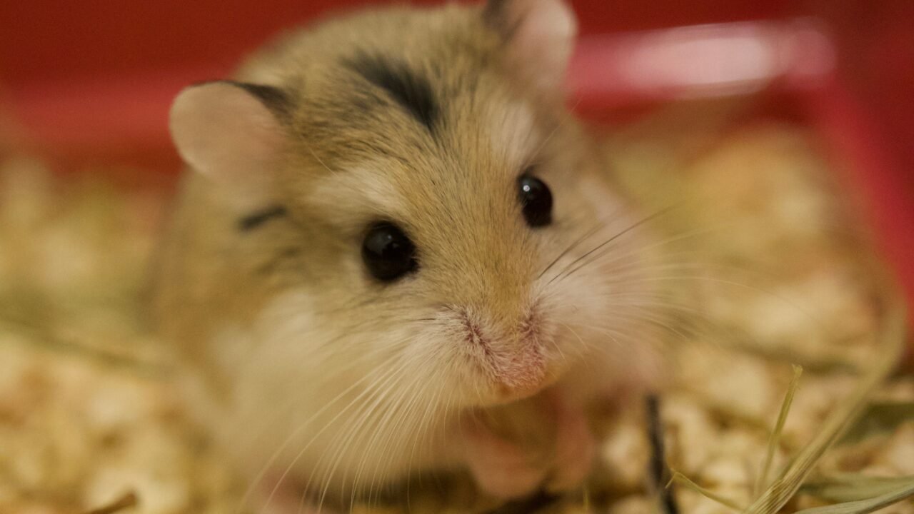 Hamster sitting on dry absorbent bedding inside a home enclosure