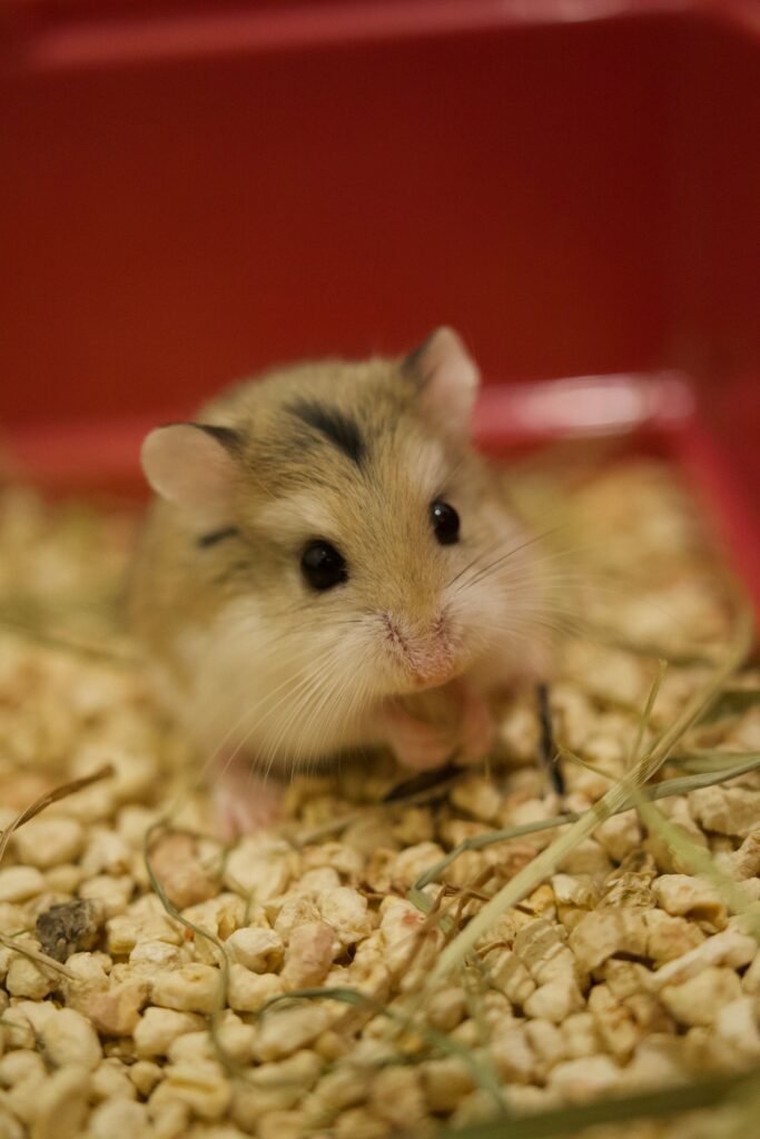 Hamster sitting on dry absorbent bedding inside a home enclosure