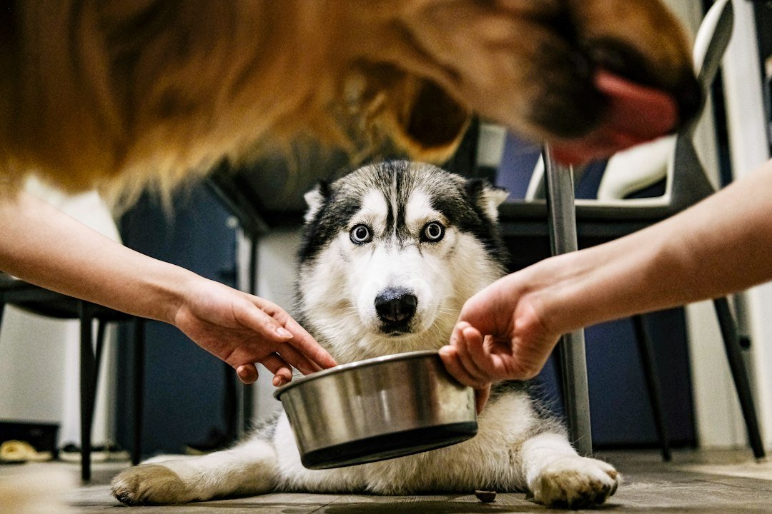 Small dog being fed from a bowl during a measured feeding routine
