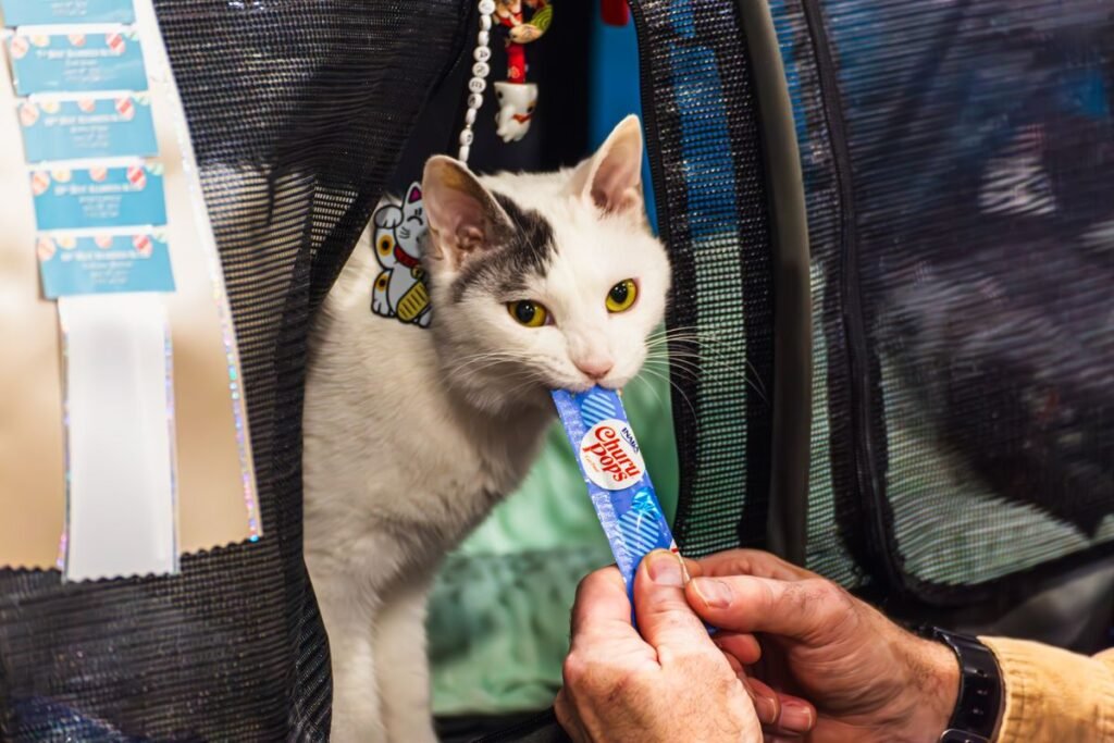White and gray cat calmly sitting inside a structured soft mesh carrier