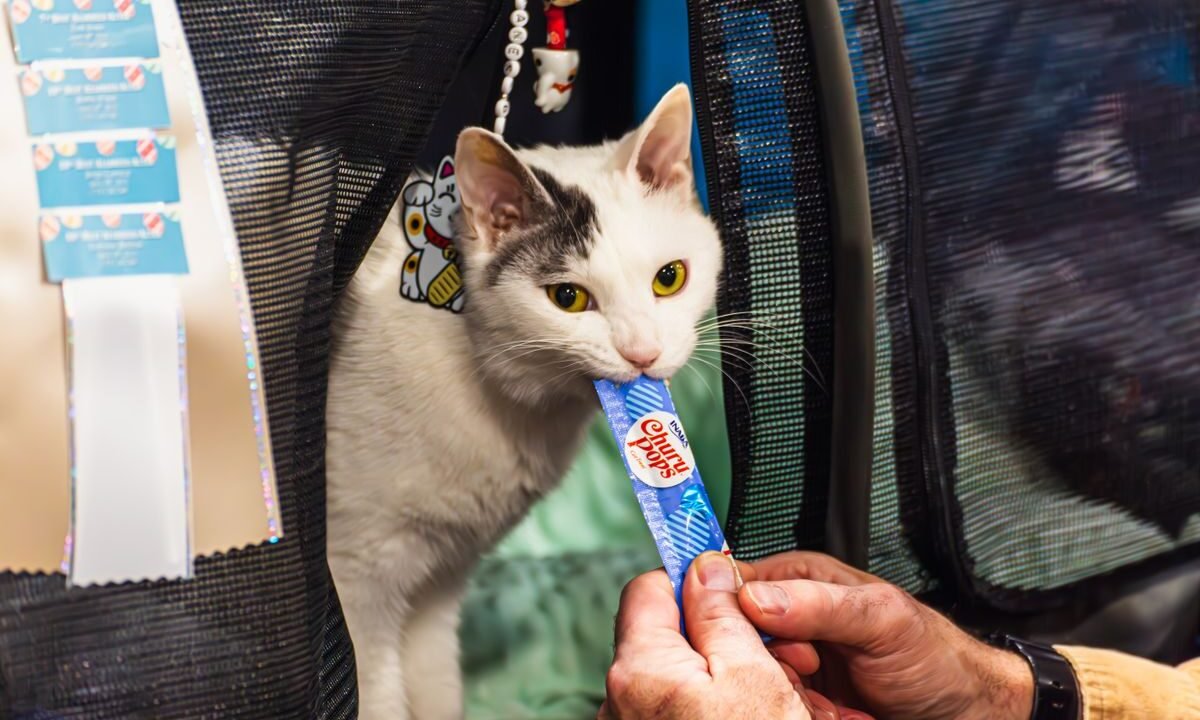 White and gray cat calmly sitting inside a structured soft mesh carrier