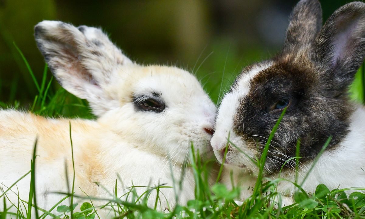 Two rabbits resting closely together on grass