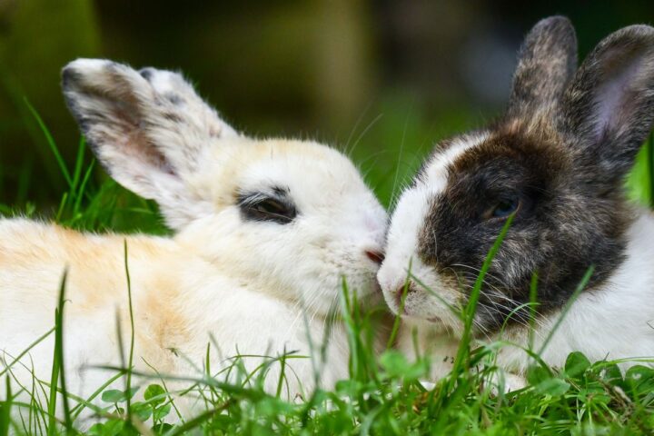Two rabbits resting closely together on grass