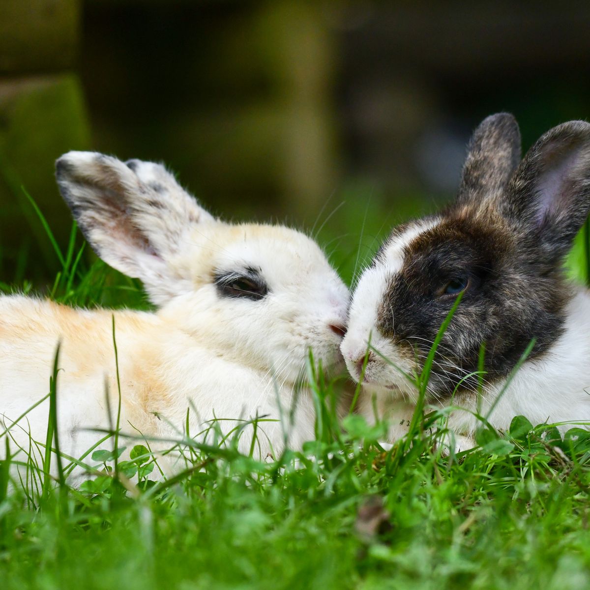 Two rabbits resting closely together on grass