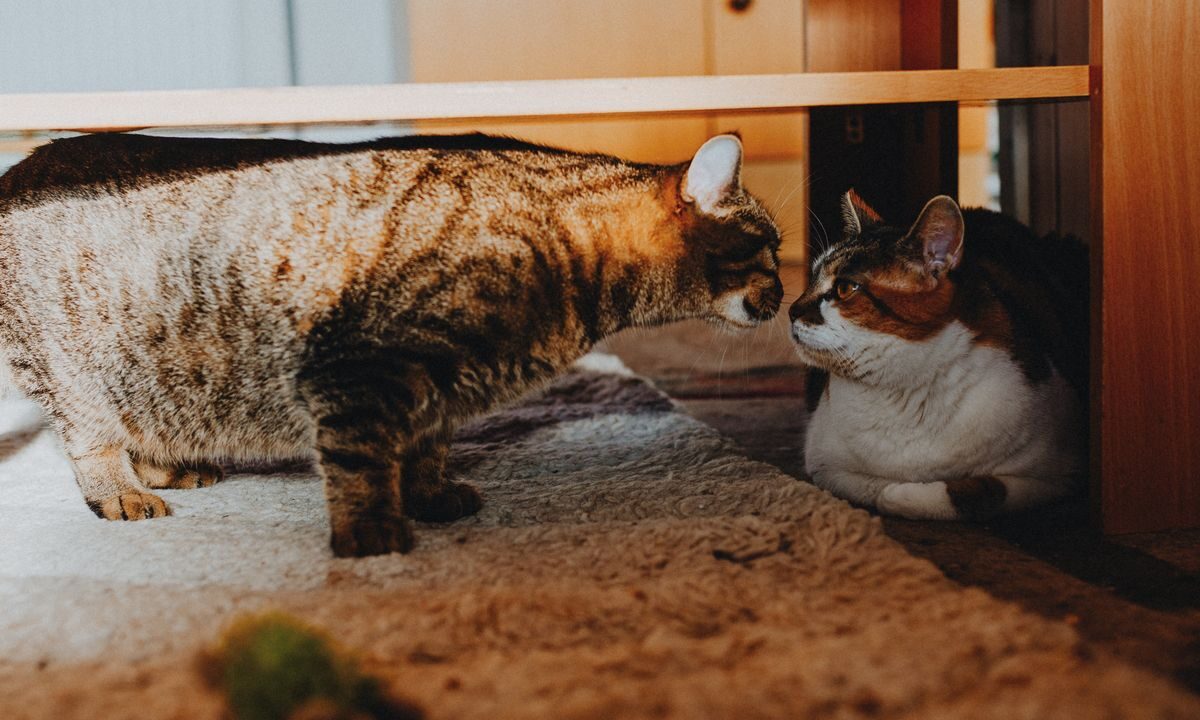 Two cats cautiously interacting with each other indoors