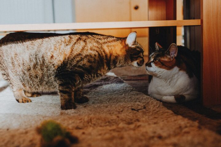Two cats cautiously interacting with each other indoors