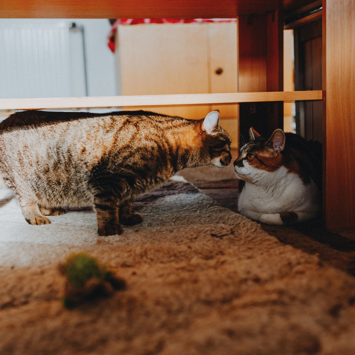 Two cats cautiously interacting with each other indoors