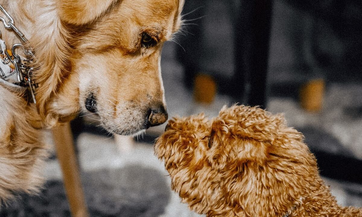 Two dogs facing each other indoors during a closely monitored interaction