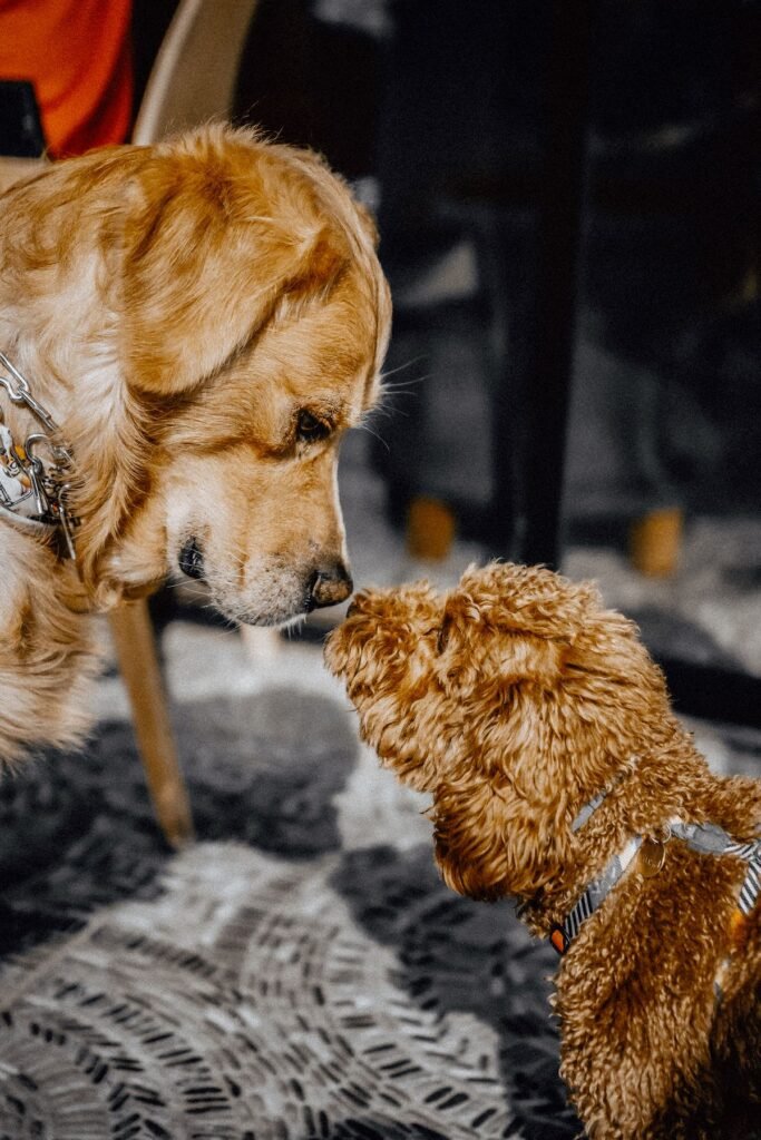 Two dogs facing each other indoors during a closely monitored interaction