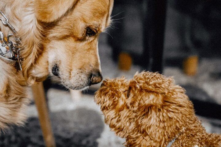 Two dogs facing each other indoors during a closely monitored interaction