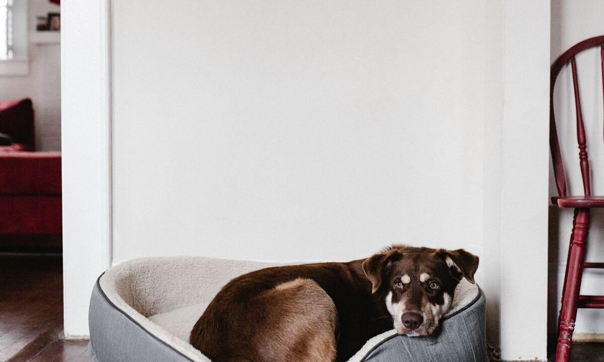 Brown dog resting comfortably indoors at home