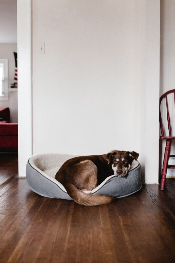 Brown dog resting comfortably indoors at home