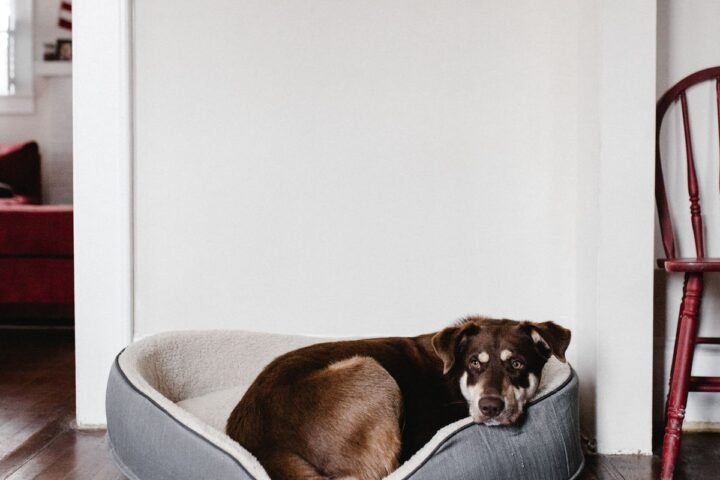 Brown dog resting comfortably indoors at home