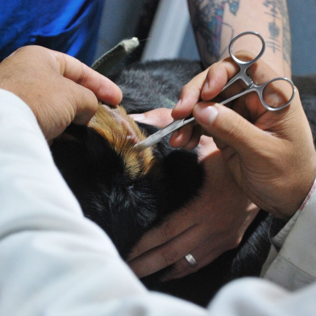 Veterinarian examining a dog during a prepared clinic appointment