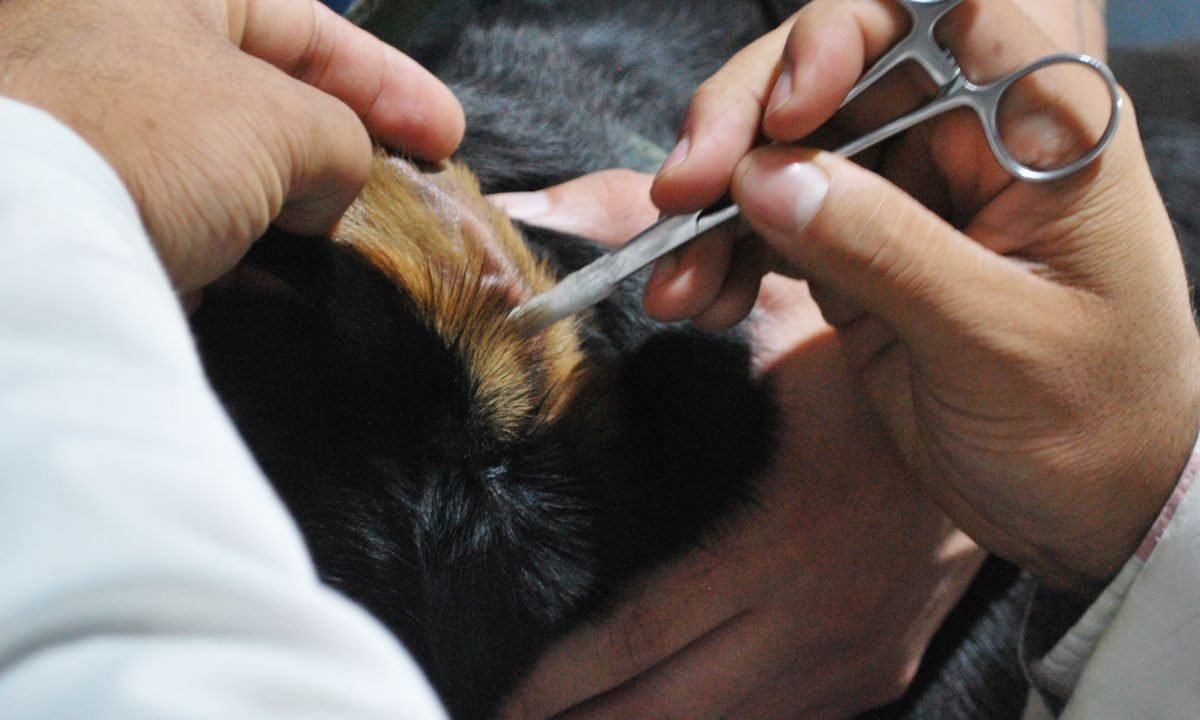 Veterinarian examining a dog during a prepared clinic appointment