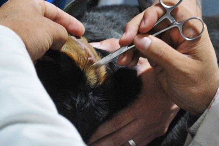 Veterinarian examining a dog during a prepared clinic appointment