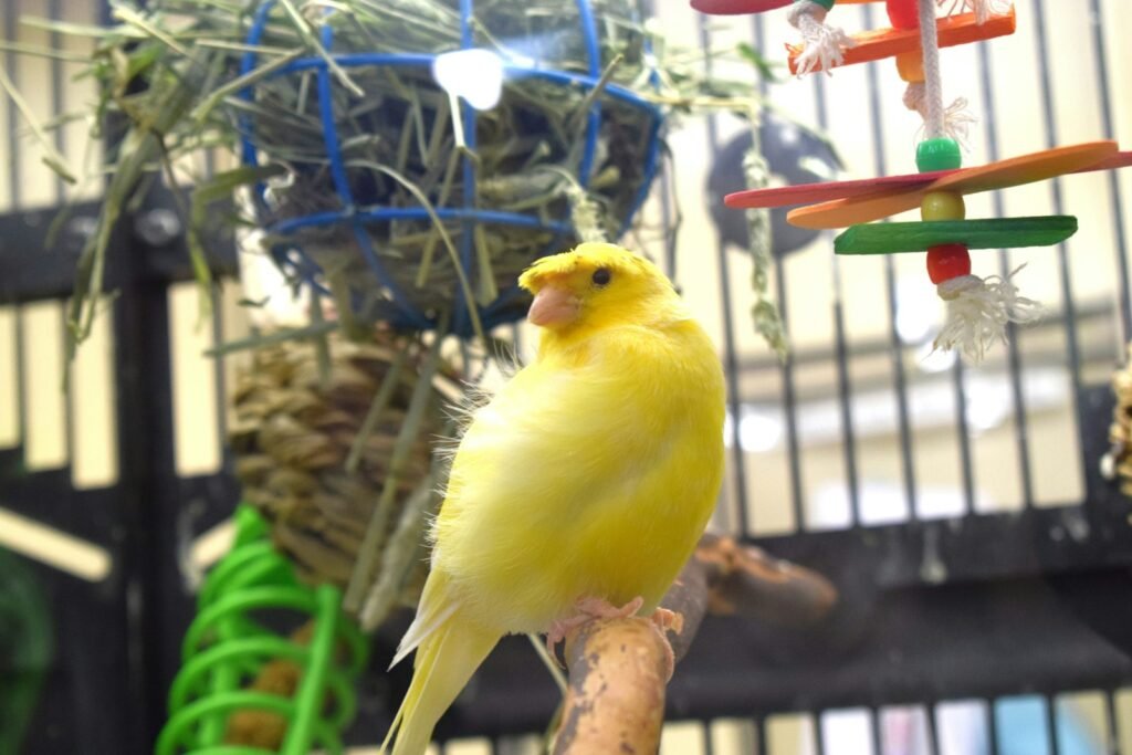 Yellow canary perched inside a bird enclosure