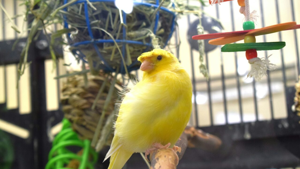 Yellow canary perched inside a bird enclosure