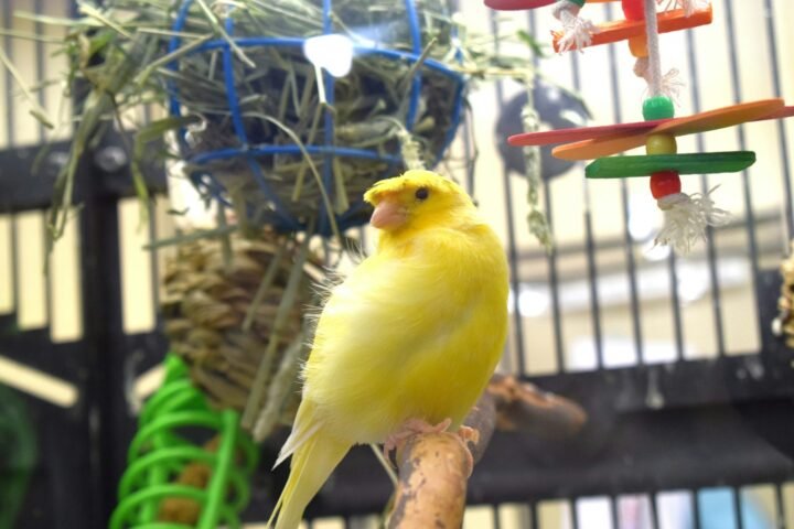 Yellow canary perched inside a bird enclosure