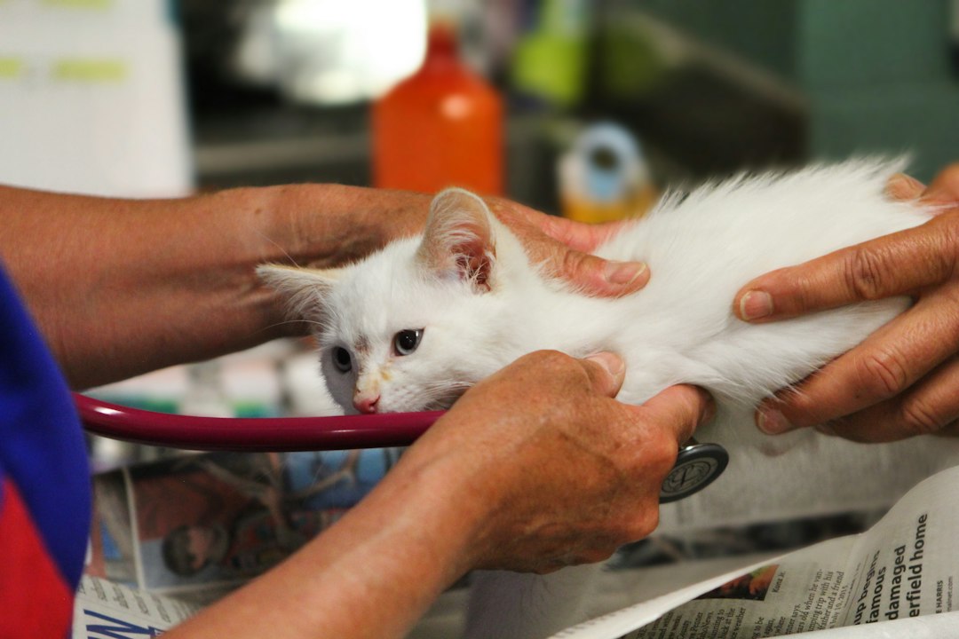 Cat receiving a veterinary checkup for pet health and safety guidance