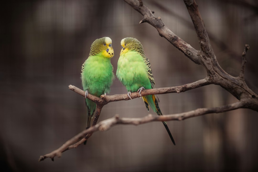 Green and yellow budgerigar perched on a branch