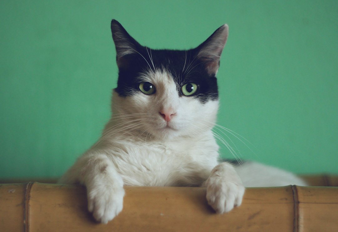 Cat indoors for a guide to feline body language and behavior