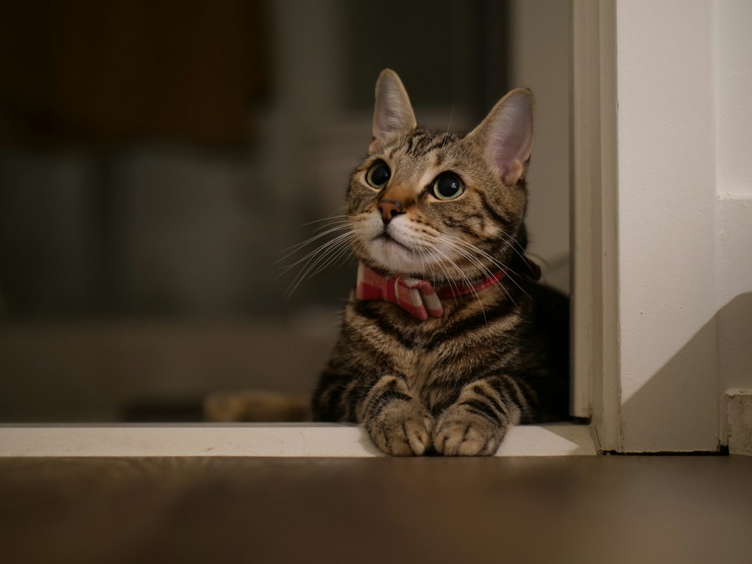 Cat resting at home for cat-friendly environment setup guidance