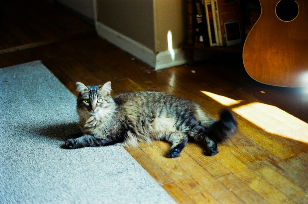 Cat resting at home for a guide to choosing a cat breed and lifestyle fit