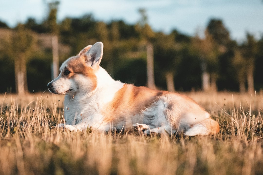 Corgi outdoors for a guide to Corgi popularity and ownership