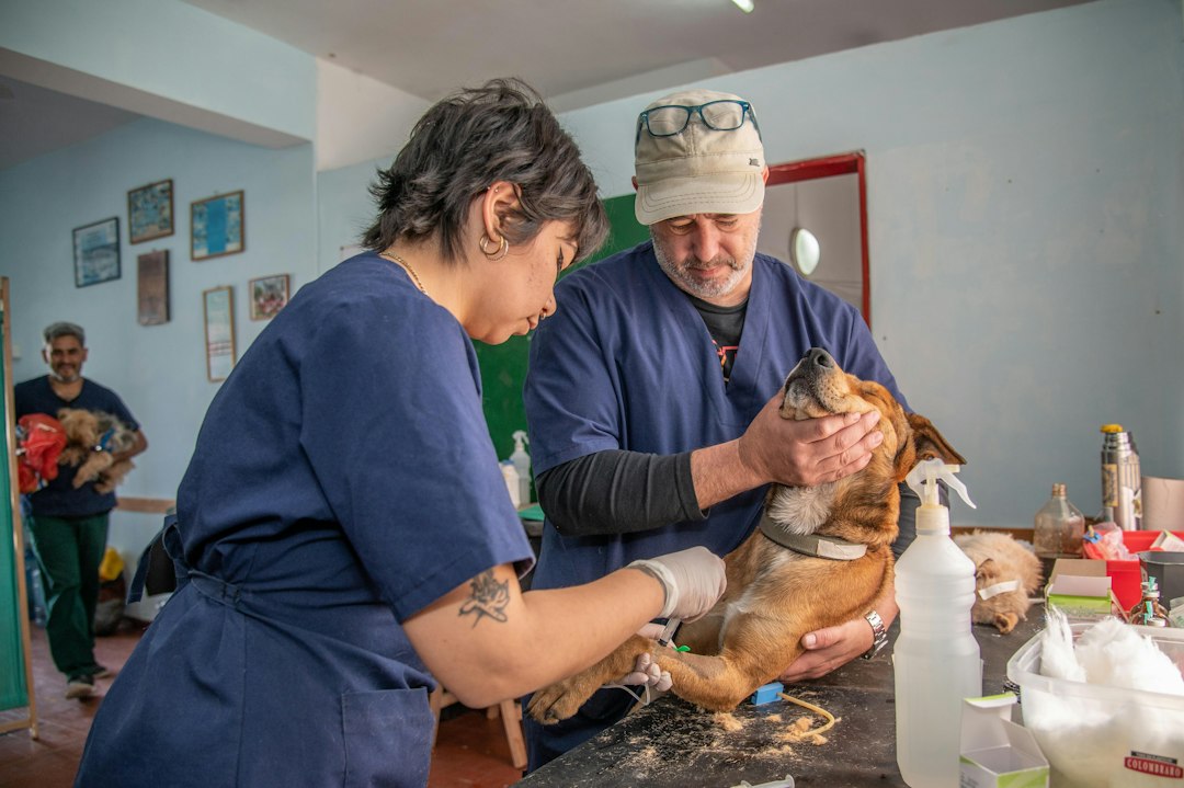 Dog receiving veterinary care for anxiety medication monitoring and follow-up