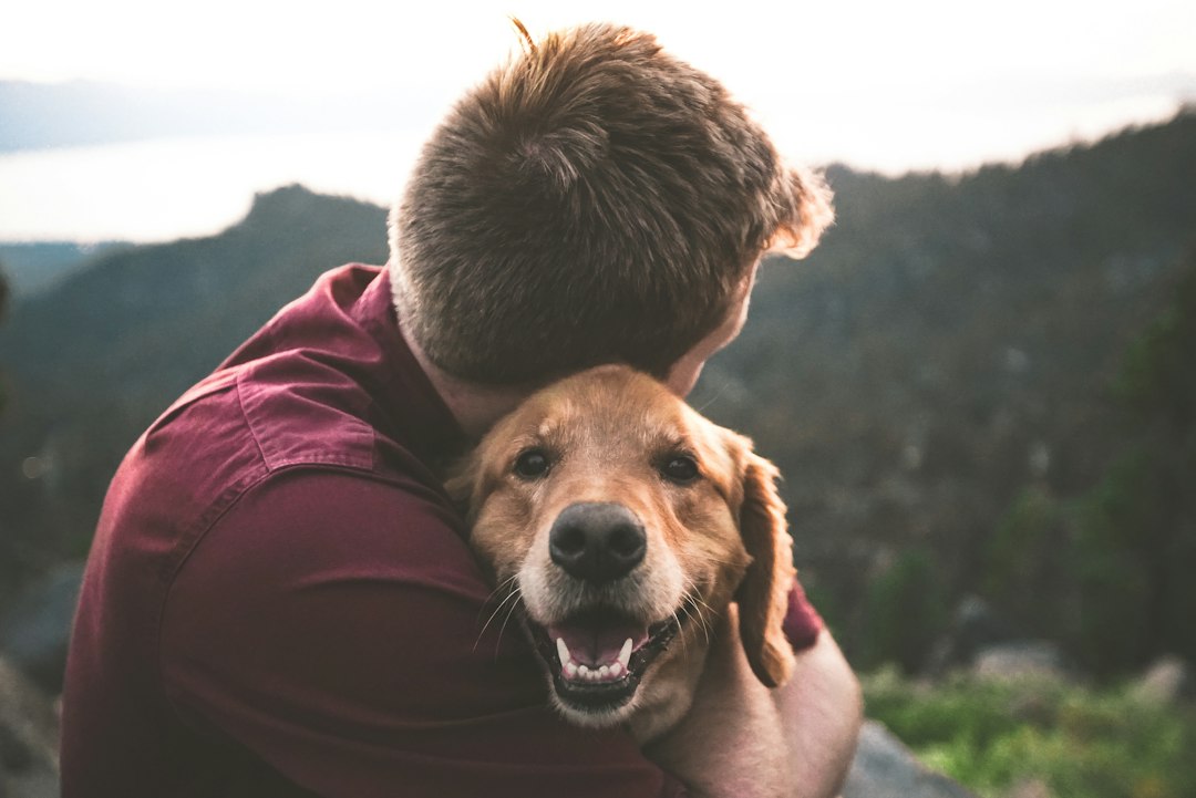 Dog resting calmly for a guide to non-prescription calming products