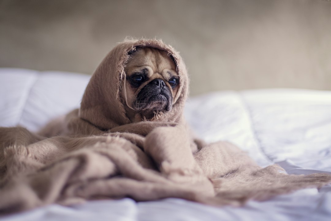 Dog resting under a blanket for canine relaxation and music guidance