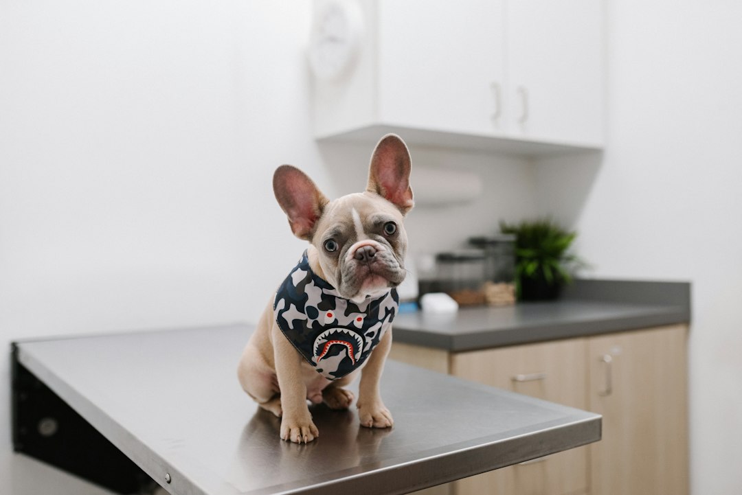 Dog at a veterinary examination for panic-like episode assessment