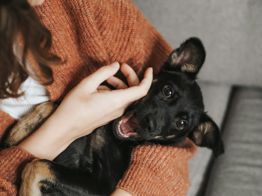 Dog resting indoors for separation anxiety guidance