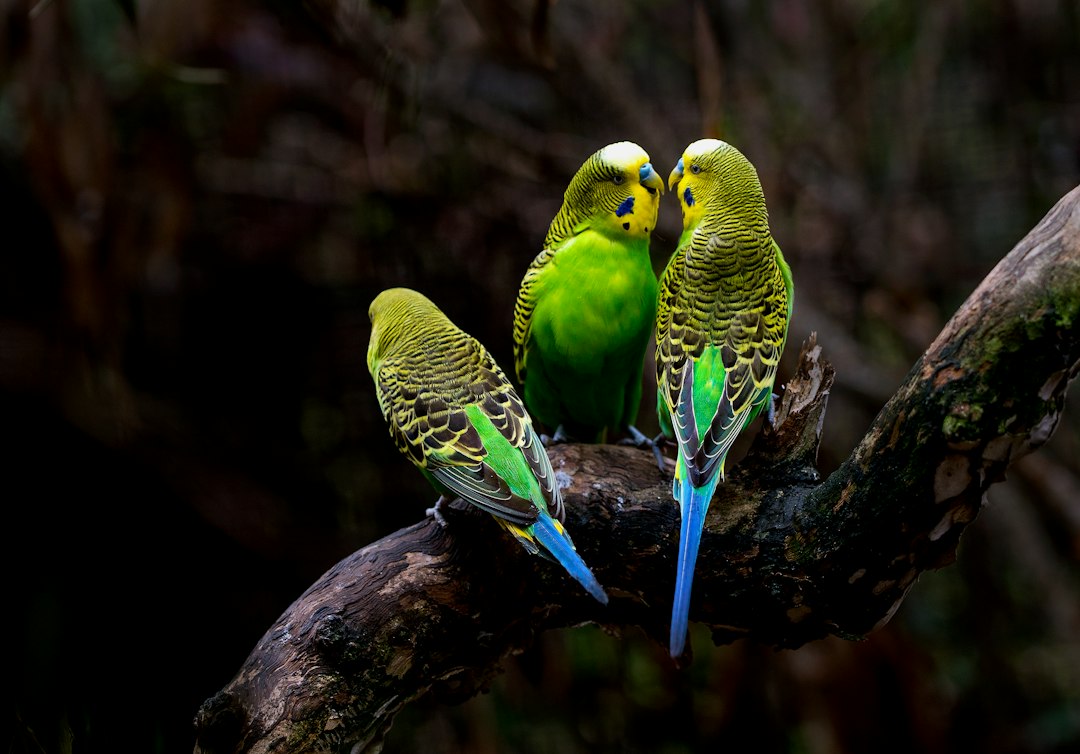 Budgerigars together for first-time bird ownership guidance
