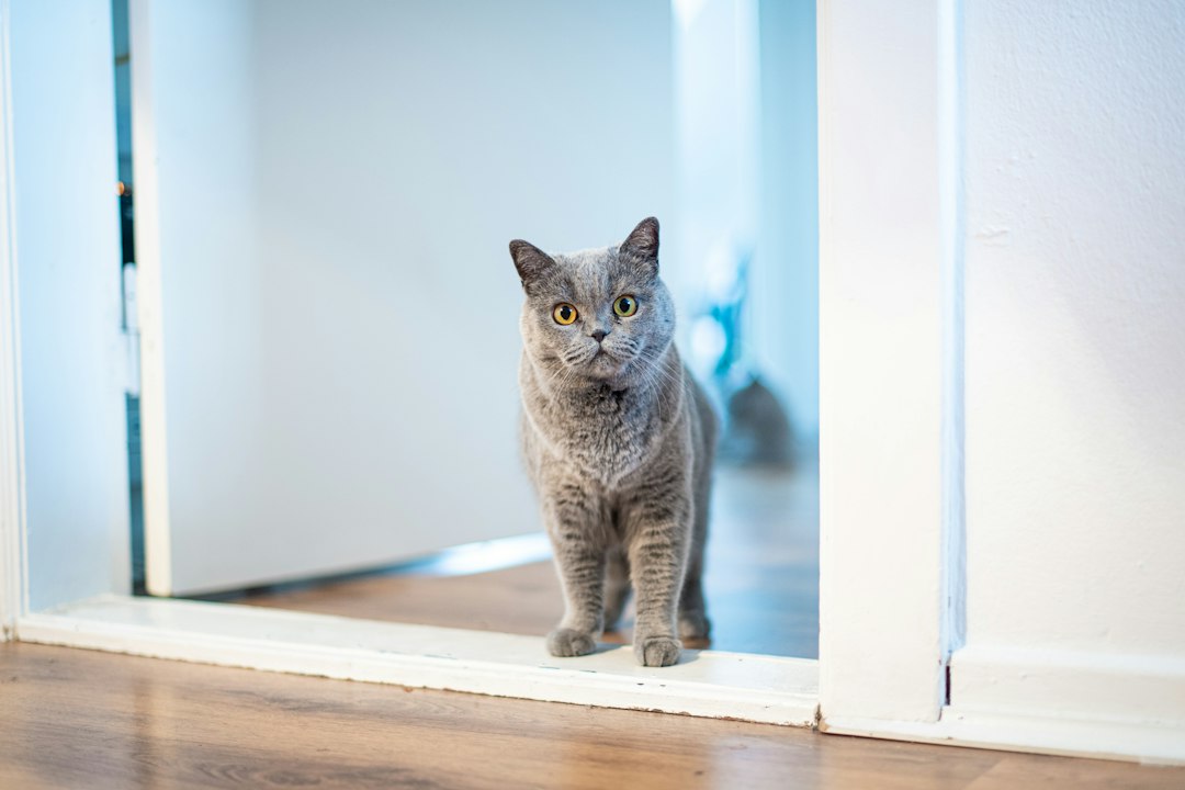 Cat near an open doorway for first-week new cat setup guidance