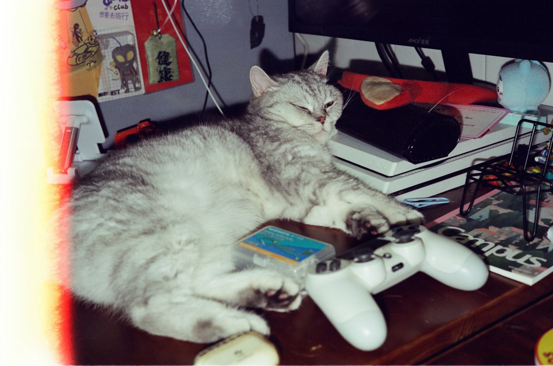 Gray cat beside a game controller for funny Palico name inspiration