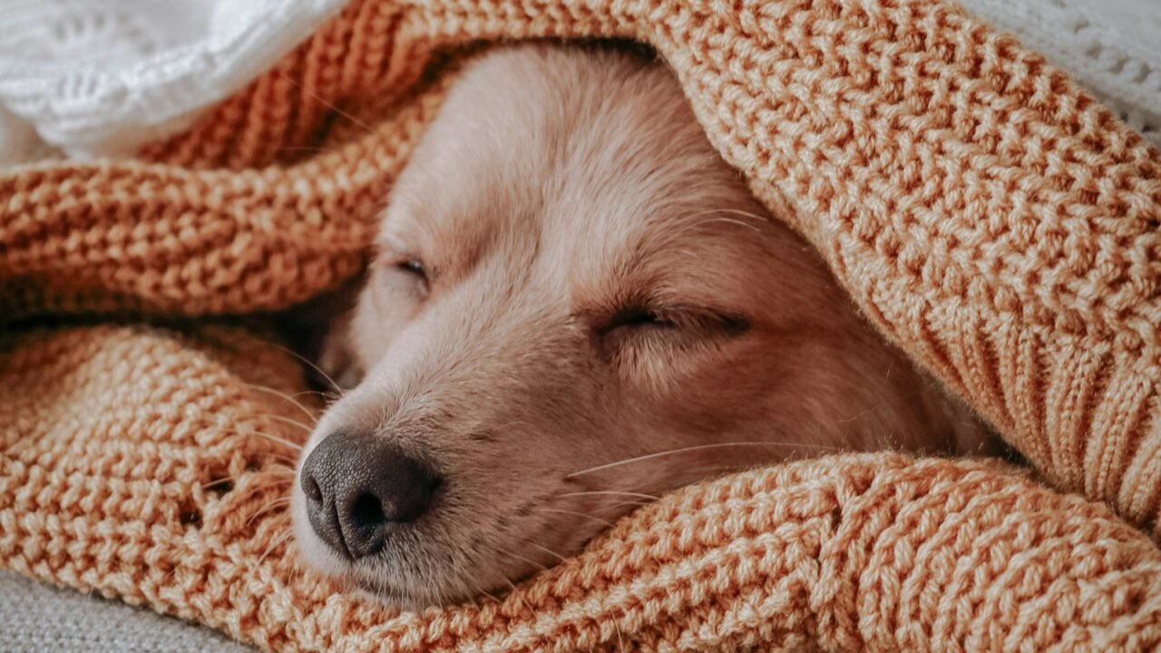 Dog resting under a warm blanket while recovering