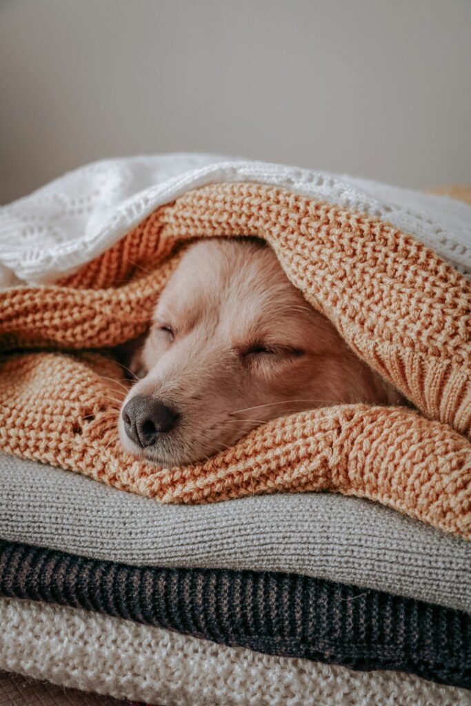 Dog resting under a warm blanket while recovering