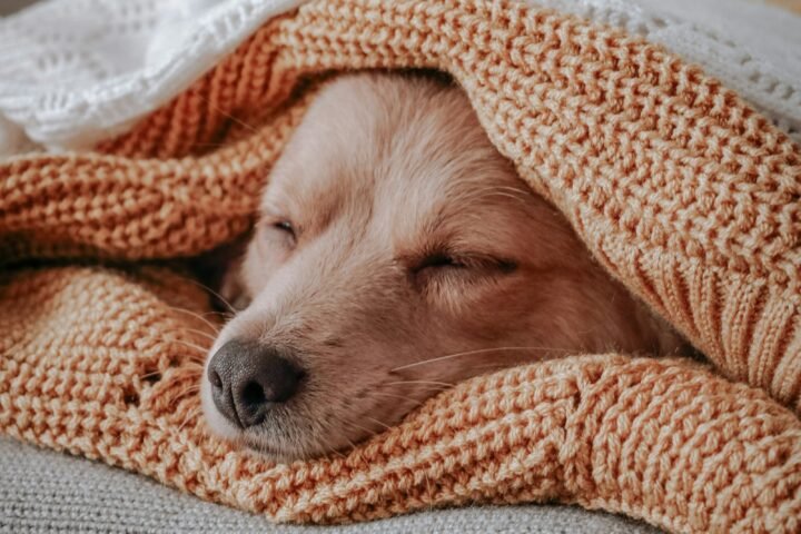 Dog resting under a warm blanket while recovering