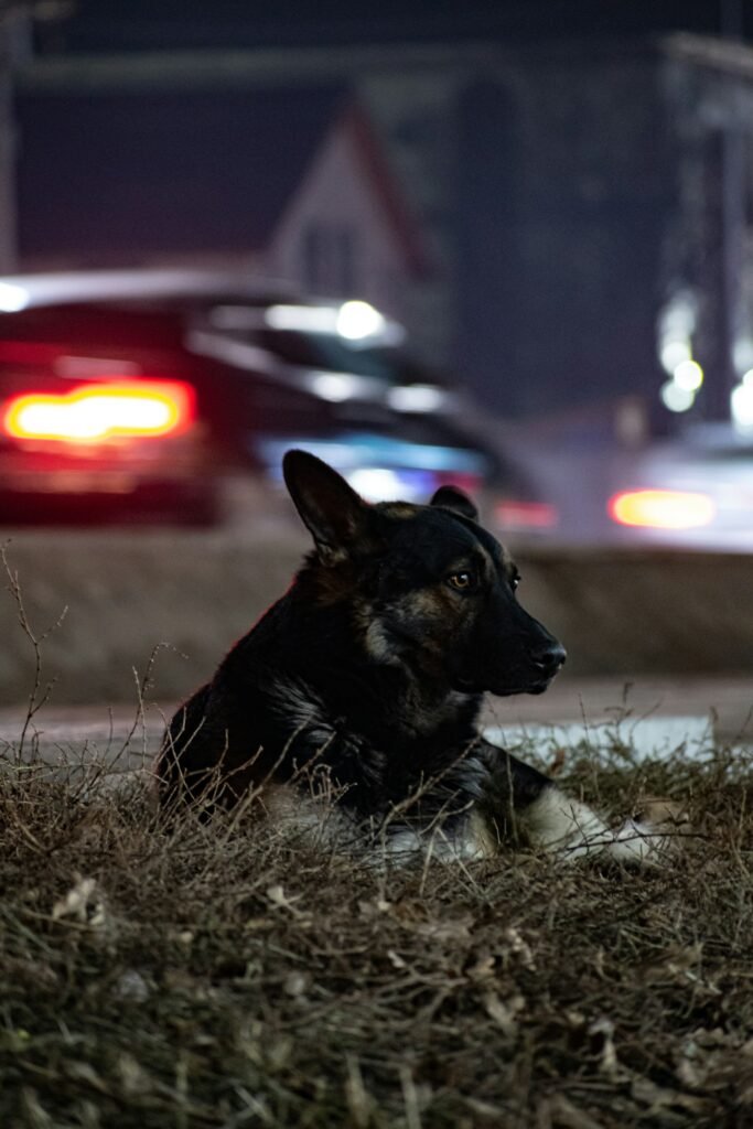 German Shepherd resting outdoors on grass