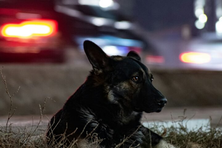 German Shepherd resting outdoors on grass