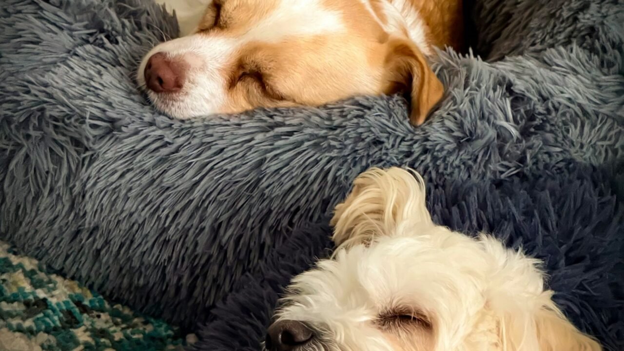 Two dogs sleeping peacefully in soft dog beds