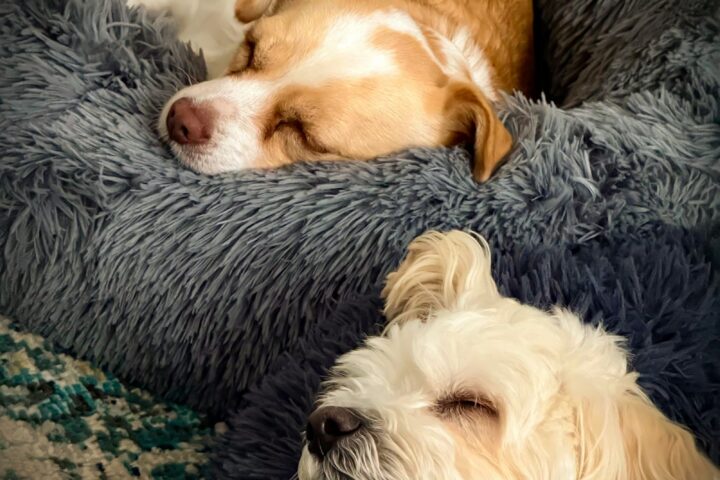 Two dogs sleeping peacefully in soft dog beds