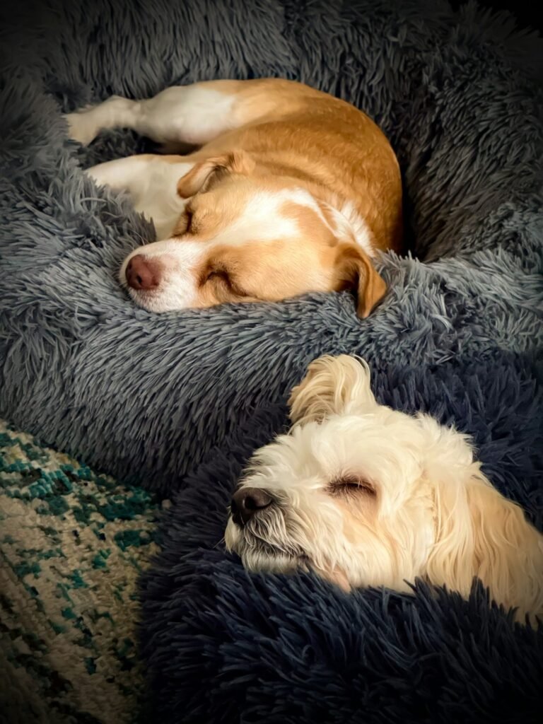 Two dogs sleeping peacefully in soft dog beds