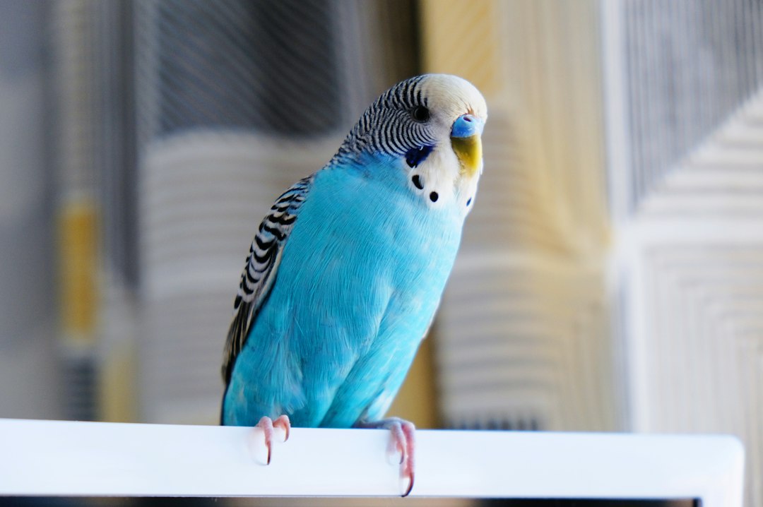 Parrot perched for a guide to parrot anatomy and behavior facts