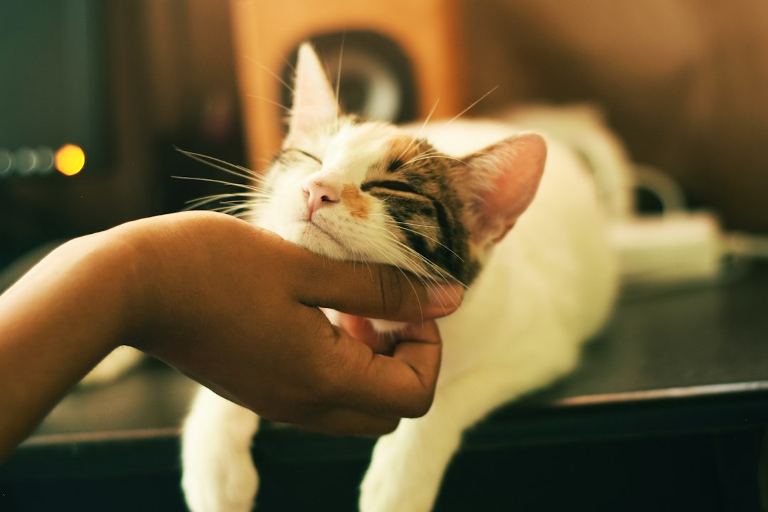 Cat at home for positive reinforcement training guidance