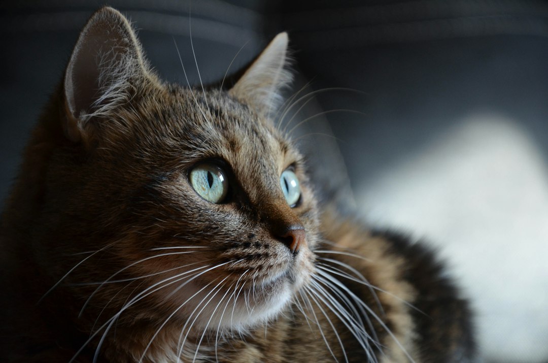 Senior cat portrait for adoption and home setup guidance